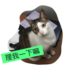 [LINEスタンプ] Fat cats in the house