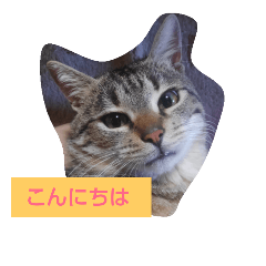 [LINEスタンプ] fd cat3