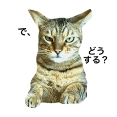 [LINEスタンプ] 猫、質問する