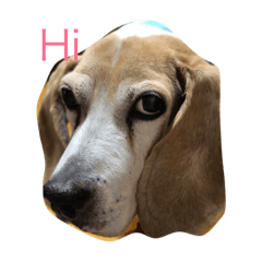 [LINEスタンプ] BEAGLE  DODO