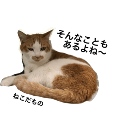 [LINEスタンプ] 猫ーずぅ