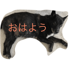 [LINEスタンプ] うちのれお