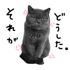 [LINEスタンプ] greycats