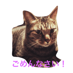 [LINEスタンプ] うちの愛猫達