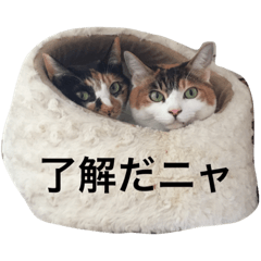 [LINEスタンプ] 恒松家動物たち