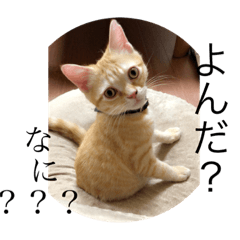 [LINEスタンプ] スカマリさん♩♩