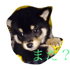 [LINEスタンプ] 黒柴まろ君