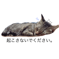 [LINEスタンプ] にゃんこのまろさん16-2