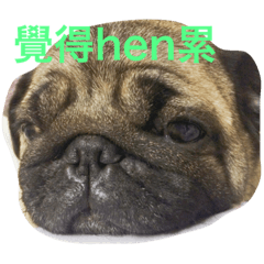 [LINEスタンプ] Pug＆French bulldog monster village