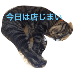 [LINEスタンプ] Qoo the Cat - Osaka ben