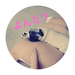 [LINEスタンプ] 名犬こつぶ2