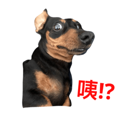 [LINEスタンプ] q dogs life