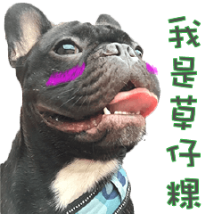 [LINEスタンプ] French Bulldog Daily mood