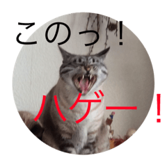 [LINEスタンプ] 猫 メイちゃん ヒマヤン