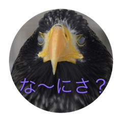 [LINEスタンプ] かわいい どうぶつさんスタンプ