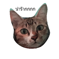 [LINEスタンプ] tommy_cat