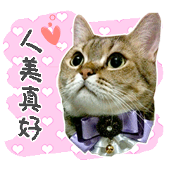 [LINEスタンプ] Giniの猫5匹