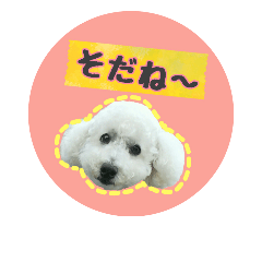 [LINEスタンプ] 白プーえいとちゃん