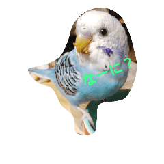 [LINEスタンプ] セキセイインコのニョニョ