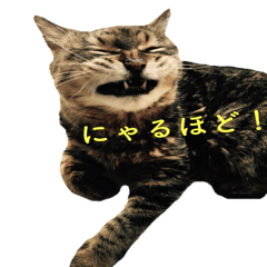 [LINEスタンプ] 我が家のキャットスタンプ