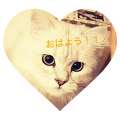 [LINEスタンプ] あゆねこ