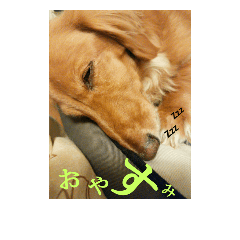 [LINEスタンプ] doglovefamily