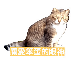 [LINEスタンプ] win win cat