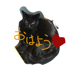 [LINEスタンプ] 黒猫と雑種猫のスタンプ