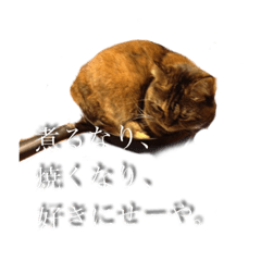 [LINEスタンプ] しちみさんの生活