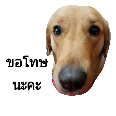 [LINEスタンプ] KratinDog