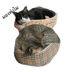 [LINEスタンプ] Funny cats ＆ dog