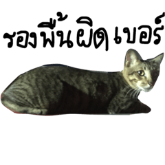 [LINEスタンプ] Street s Cat Act