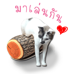 [LINEスタンプ] my cat emotions