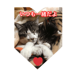 [LINEスタンプ] 癒されたい猫たち