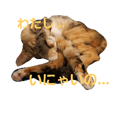 [LINEスタンプ] ミーの日常