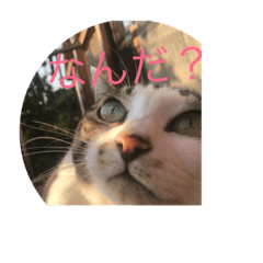 [LINEスタンプ] 我が家の愛猫の日常です