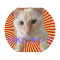 [LINEスタンプ] 元保護猫ソルトの日常パック