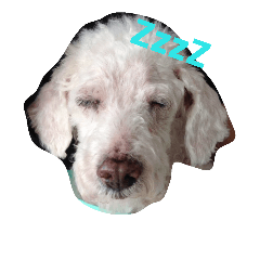 [LINEスタンプ] BaiPor White Poodle