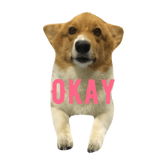 [LINEスタンプ] Gateaux The Corgi Dog