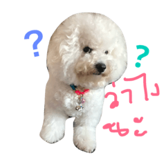 [LINEスタンプ] Bichon Bingsu