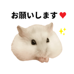 [LINEスタンプ] ハムスター♡くるみのくるくるライフ vol.1