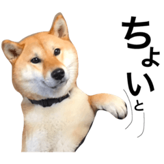 [LINEスタンプ] 柴犬 こなつ2