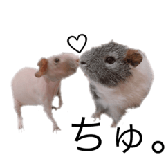 [LINEスタンプ] モルモットのオハナとラウ