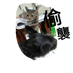 [LINEスタンプ] qqdog and sscat in my home