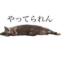 [LINEスタンプ] ロシアンブルーのからし