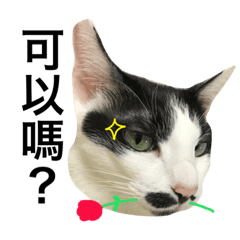 [LINEスタンプ] wonder my cat life2