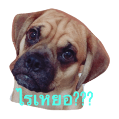 [LINEスタンプ] Beware of dogs