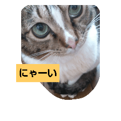 [LINEスタンプ] ちーにゃんスタンプ