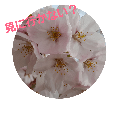 [LINEスタンプ] 桜 等々