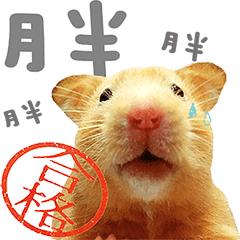 [LINEスタンプ] Hamsters Banwan